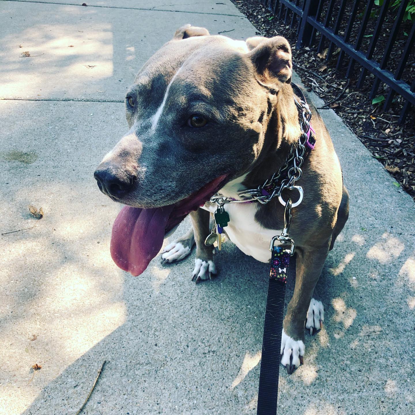 Right Rail Dog Image